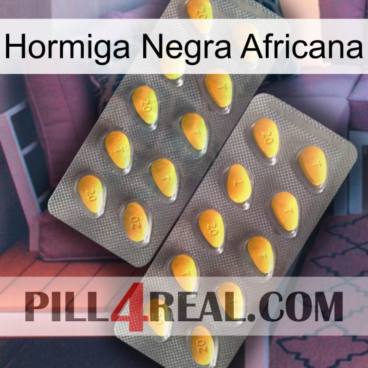 African Black Ant cialis2